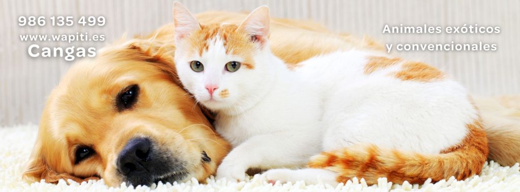 Clínica veterinaria en Cangas do Morrazo, de animlaes exóticos, perros, gatos, hurones y conejos