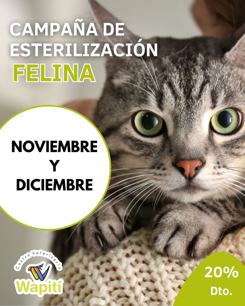 Oferta de esterilización de gatos y gatas con descuento