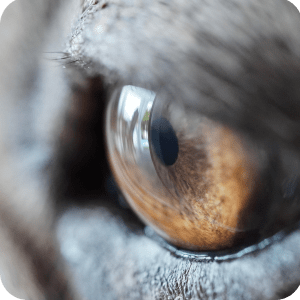 Oftalmología perros y gatos veterinaria