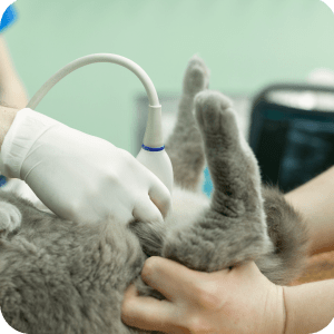 Ecografía veterinaria para perros, gatos y animales exóticos