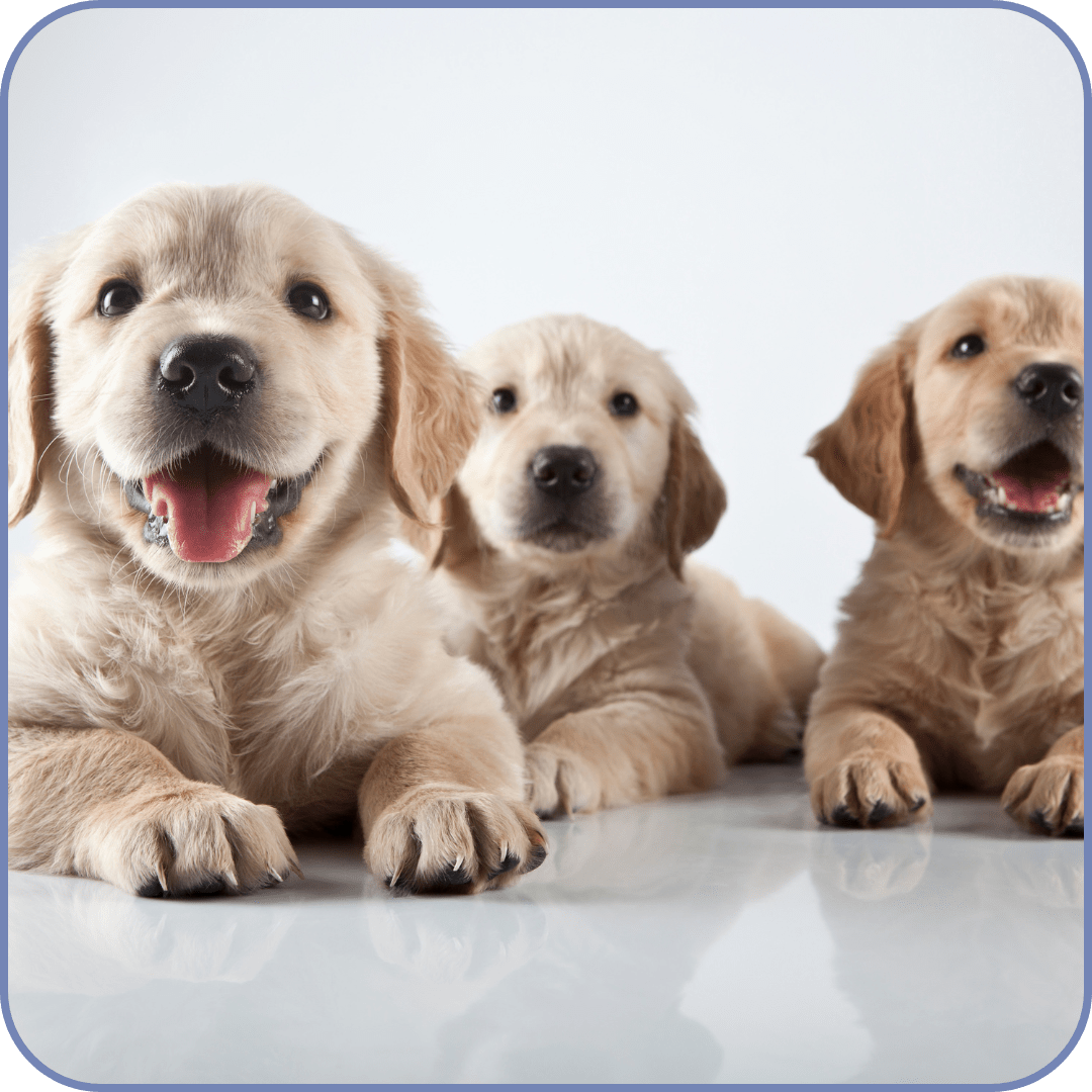 Equipo veterinario Wapití en Cangas de Morrazo