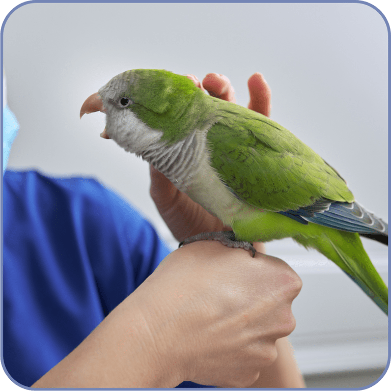 Clínica veterinaria en Cangas de animales exóticos y convencionales